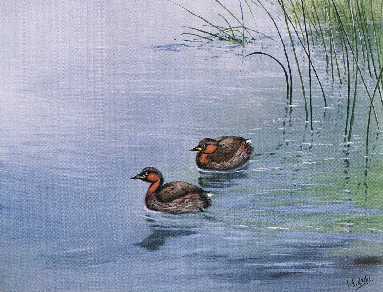Küçük Batağan (lito) by George Edward Lodge