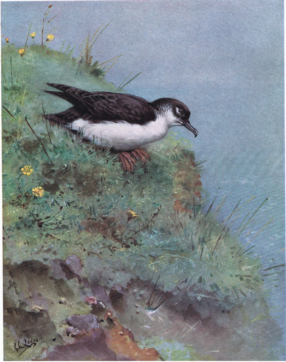  by George Edward Lodge