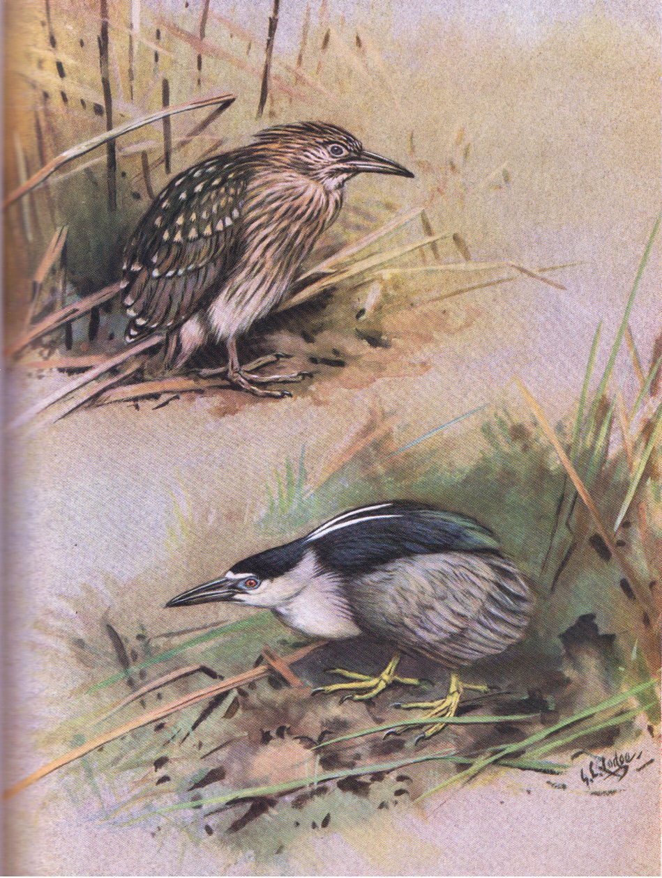 Gece Balıkçılı (lito) by George Edward Lodge