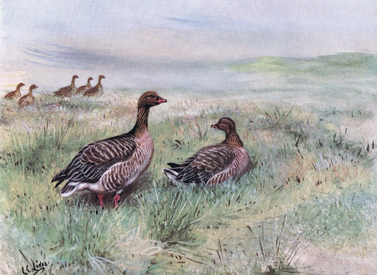  by George Edward Lodge
