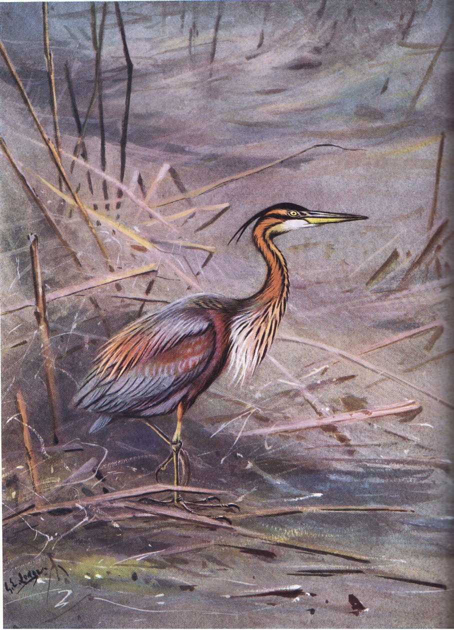 Mor Balıkçıl (lito) by George Edward Lodge