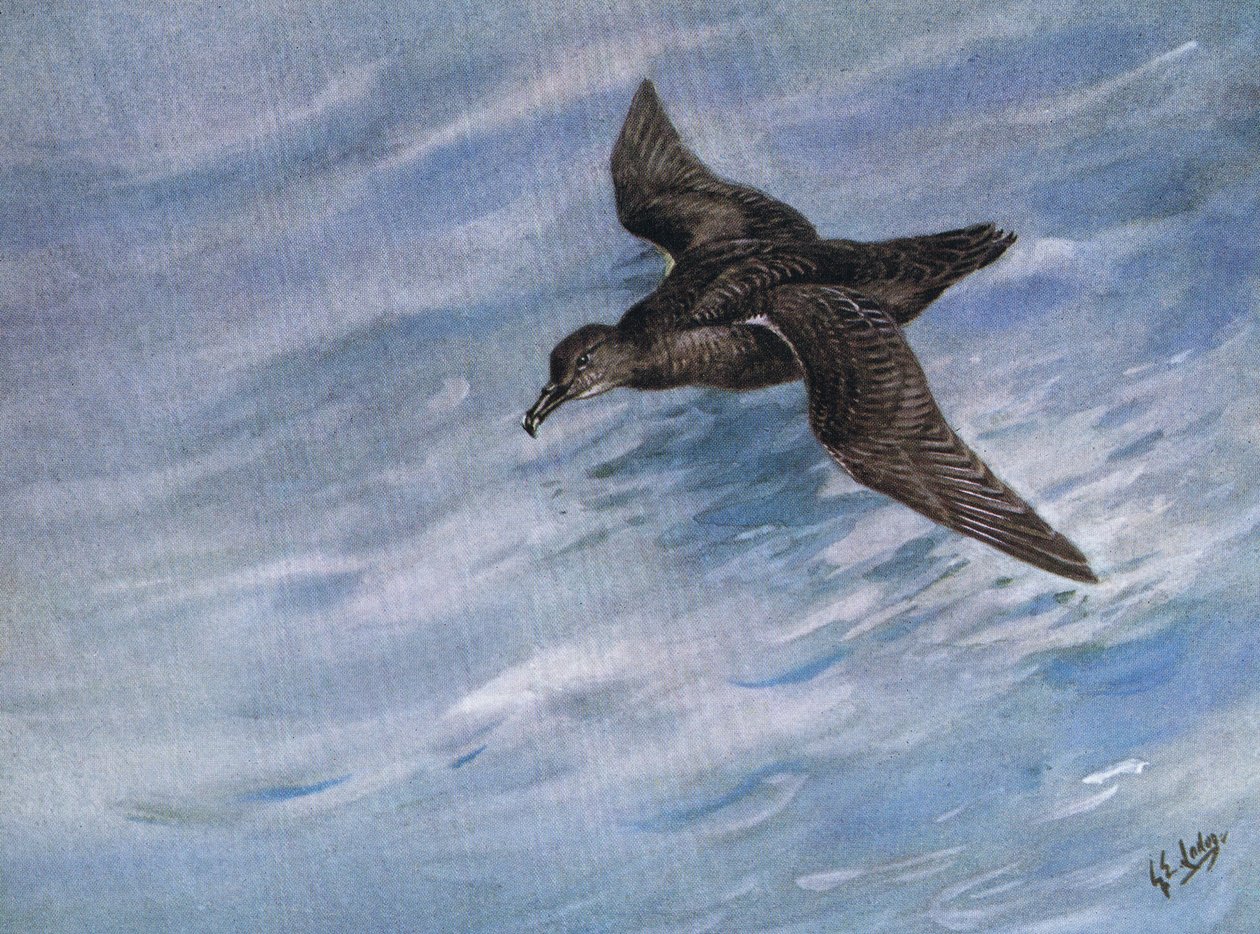 by George Edward Lodge