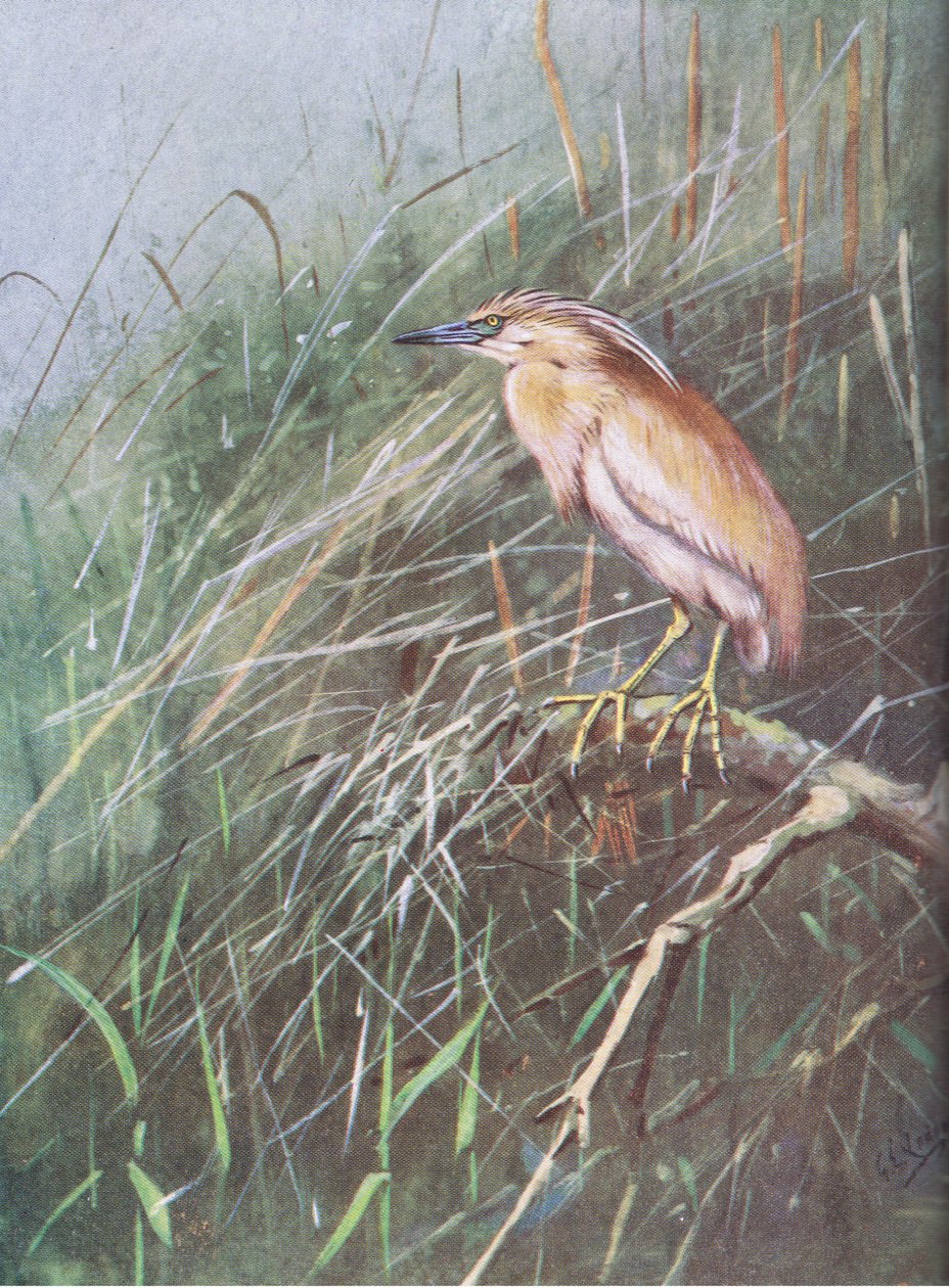 Squacco Balıkçıl (lito) by George Edward Lodge