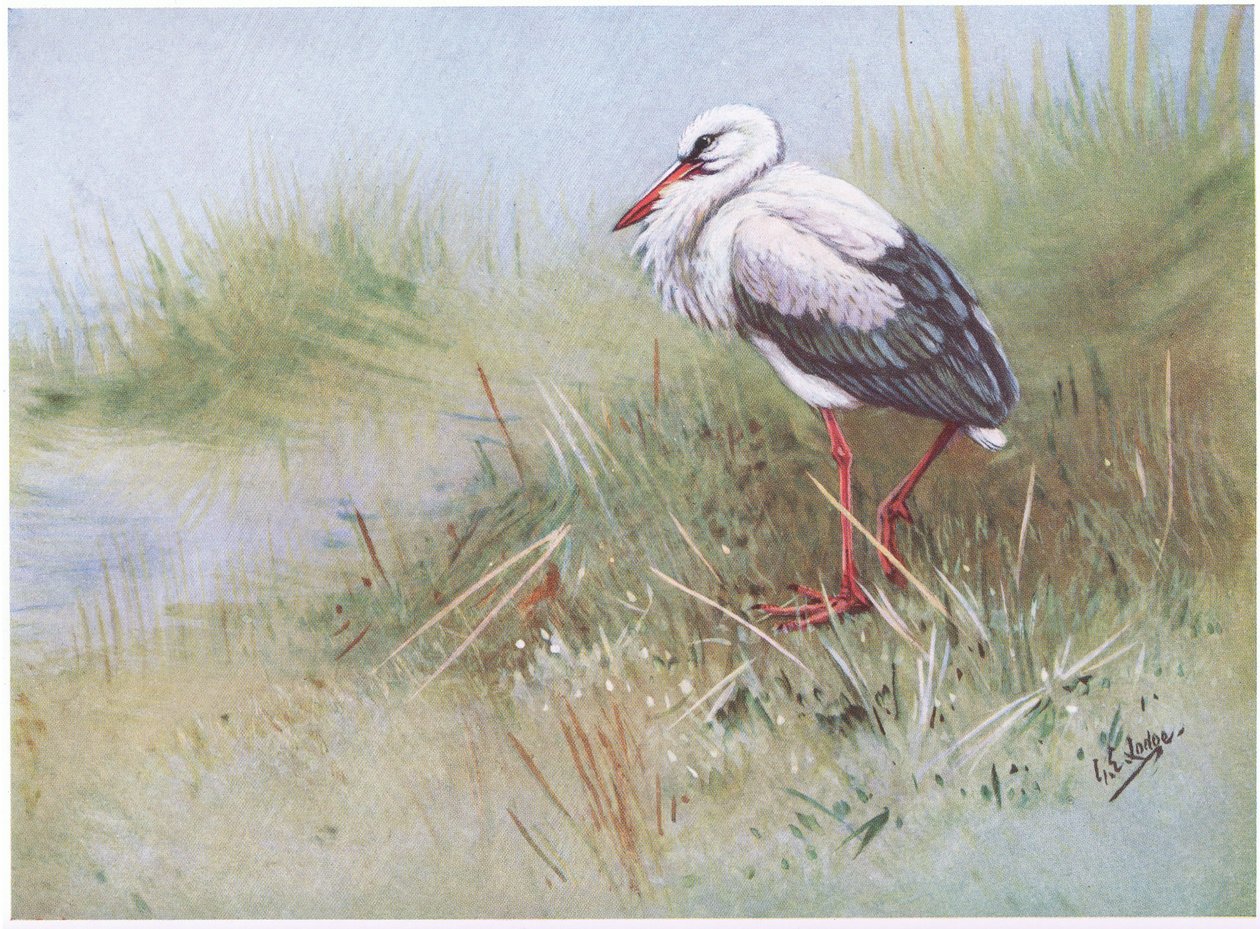  by George Edward Lodge