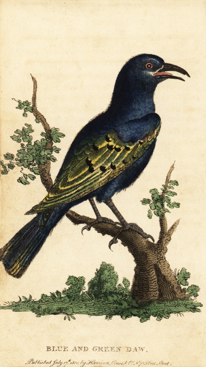 Afrika parlak sığırcık, Lamprotornis türleri. ,1800 (gravür) by George Edwards