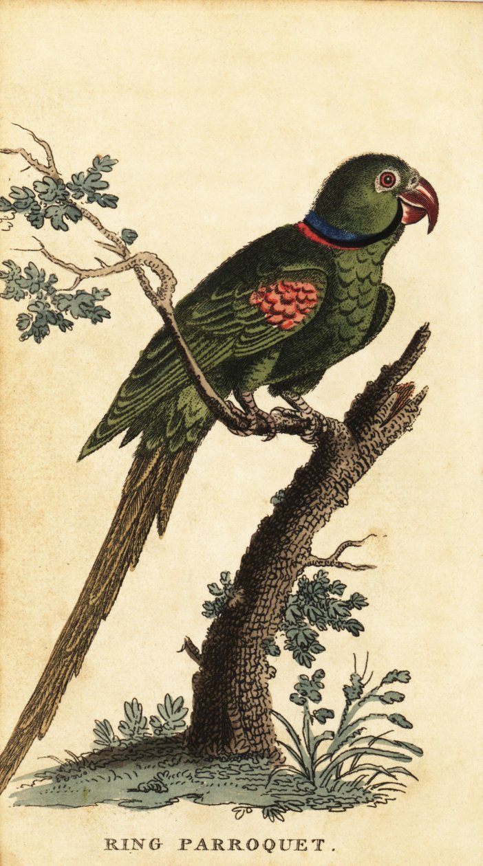 Alexandrine muhabbet kuşu, Psittacula eupatria., 1800 (gravür) by George Edwards