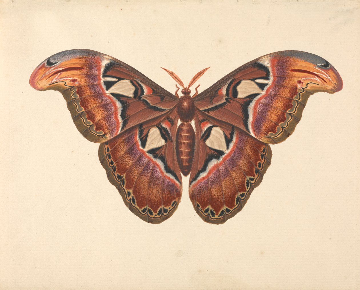 Atlas Güvesi by George Edwards
