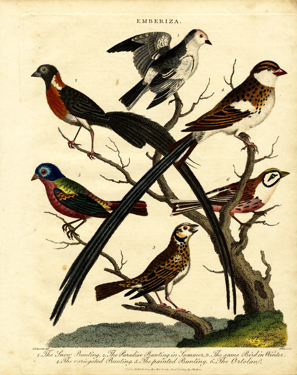 Akbabalar (Emberiza) by George Edwards