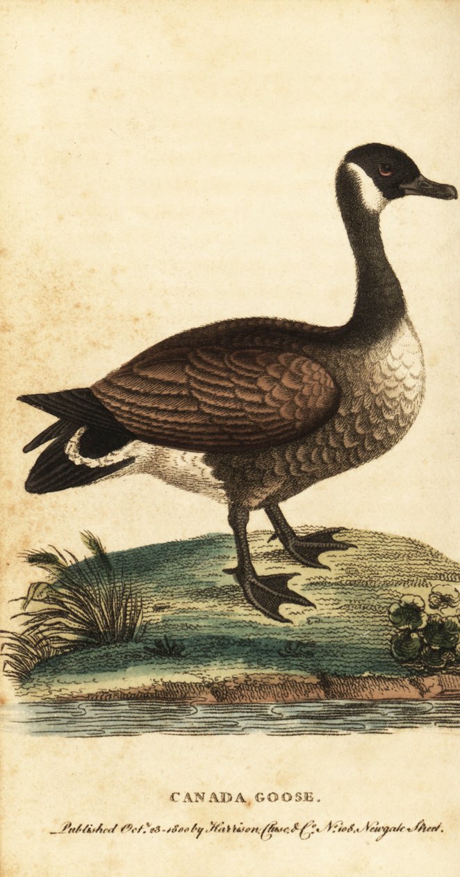 Kanada kazı, Branta canadensis., 1800 (gravür) by George Edwards
