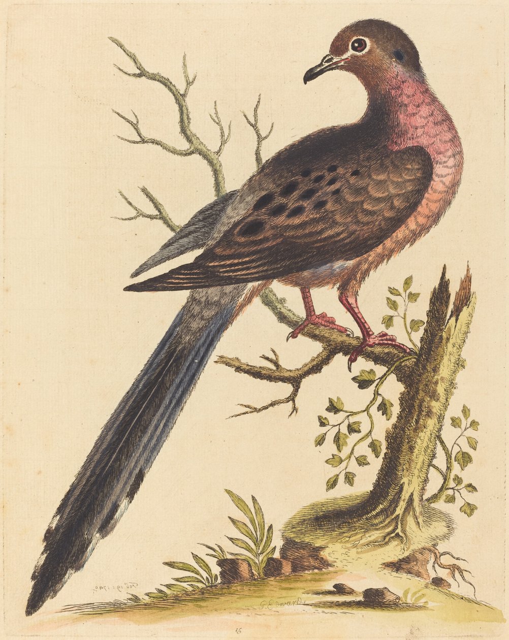 Fedoa Americana Ruso, 1740 by George Edwards