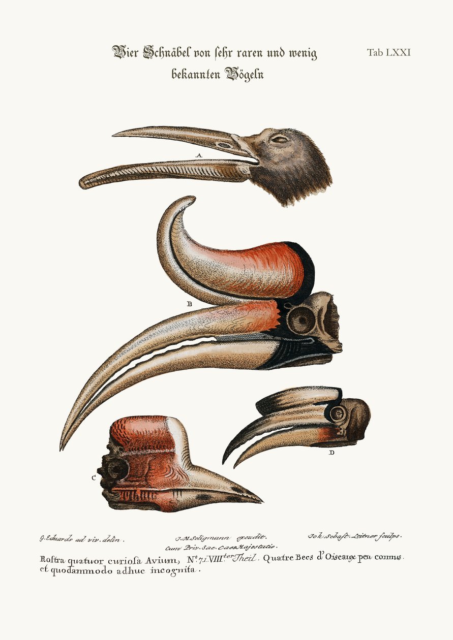Dört Meraklı Kuş Gagası ama az bilinen, 1749-73 by George Edwards