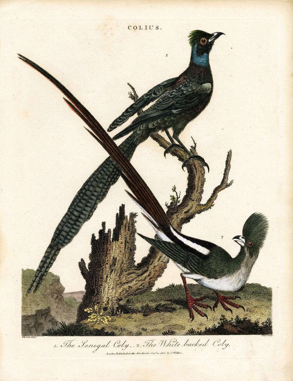 Parlak Sığırcıklar (Colius) by George Edwards