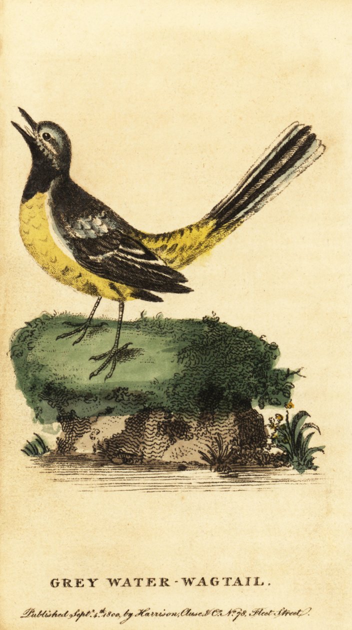 Gri kuyruksallayan, Motacilla cinerea. , 1800 (gravür) by George Edwards