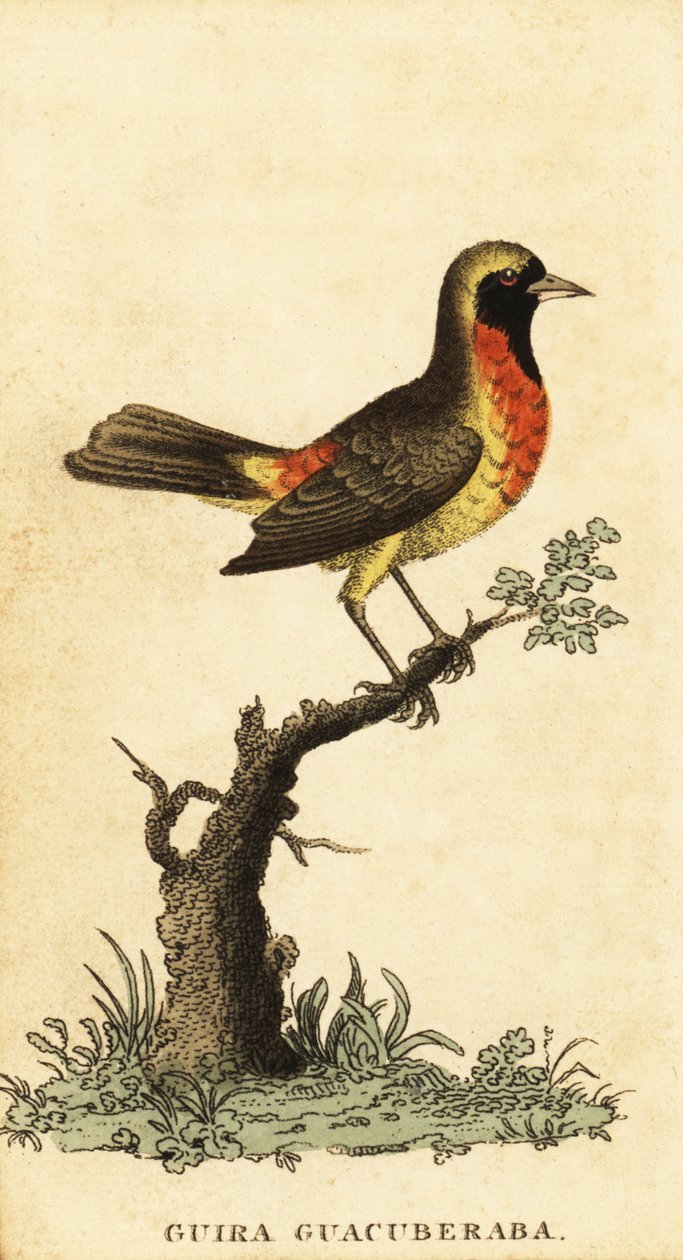 Gira Tanager, HemitraUpis Gira. , ೧೮೦೦ (gravür) by George Edwards