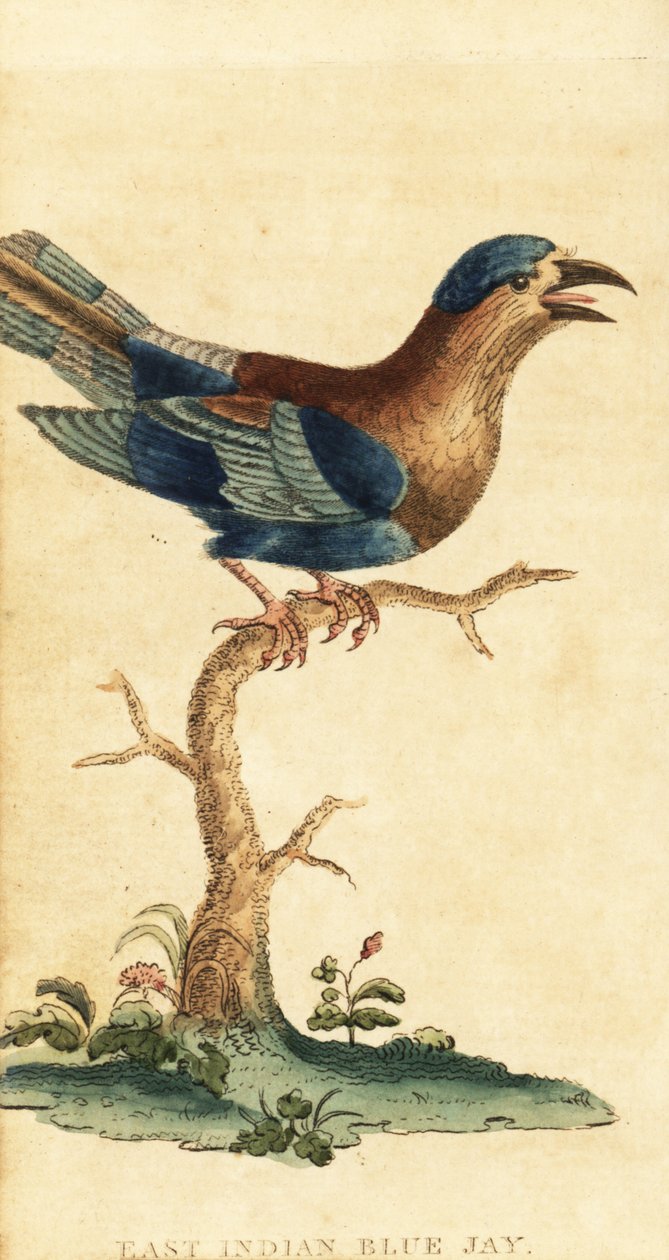 Hintli merdane, Coracias benghalensis. ,1800 (gravür) by George Edwards