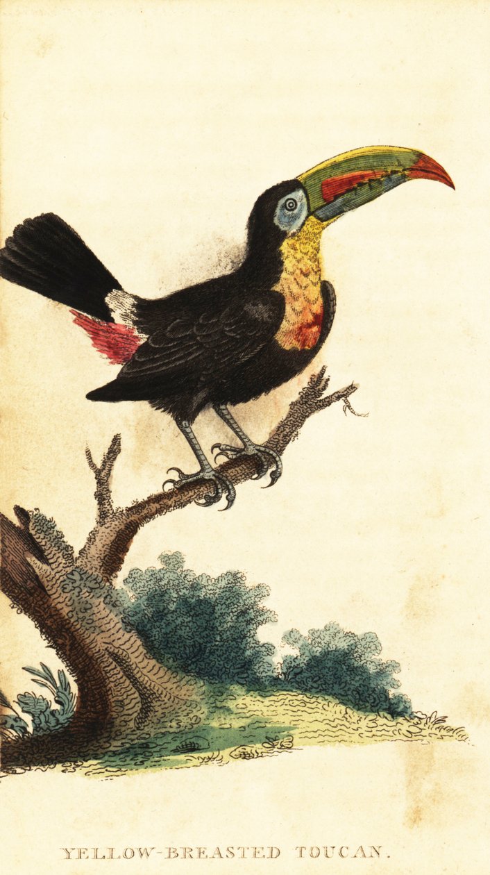 Omurga gagalı tukan, Ramphastos sülfüratus. ,1800 (gravür) by George Edwards