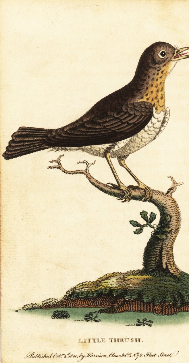 Küçük pamukçuk, Turdus minör., 1800 (gravür) by George Edwards