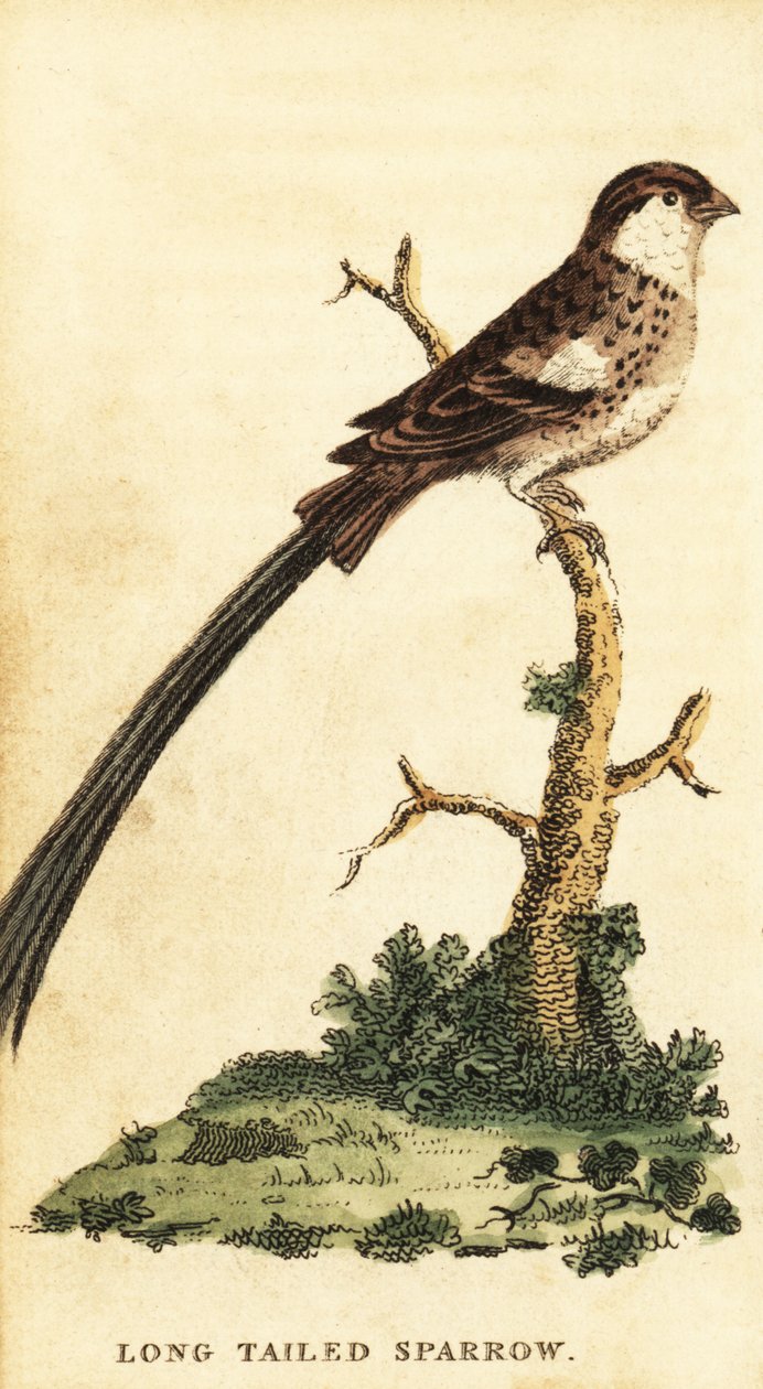 İğne kuyruklu Whydah, Vidua macroura., 1800 (gravür) by George Edwards