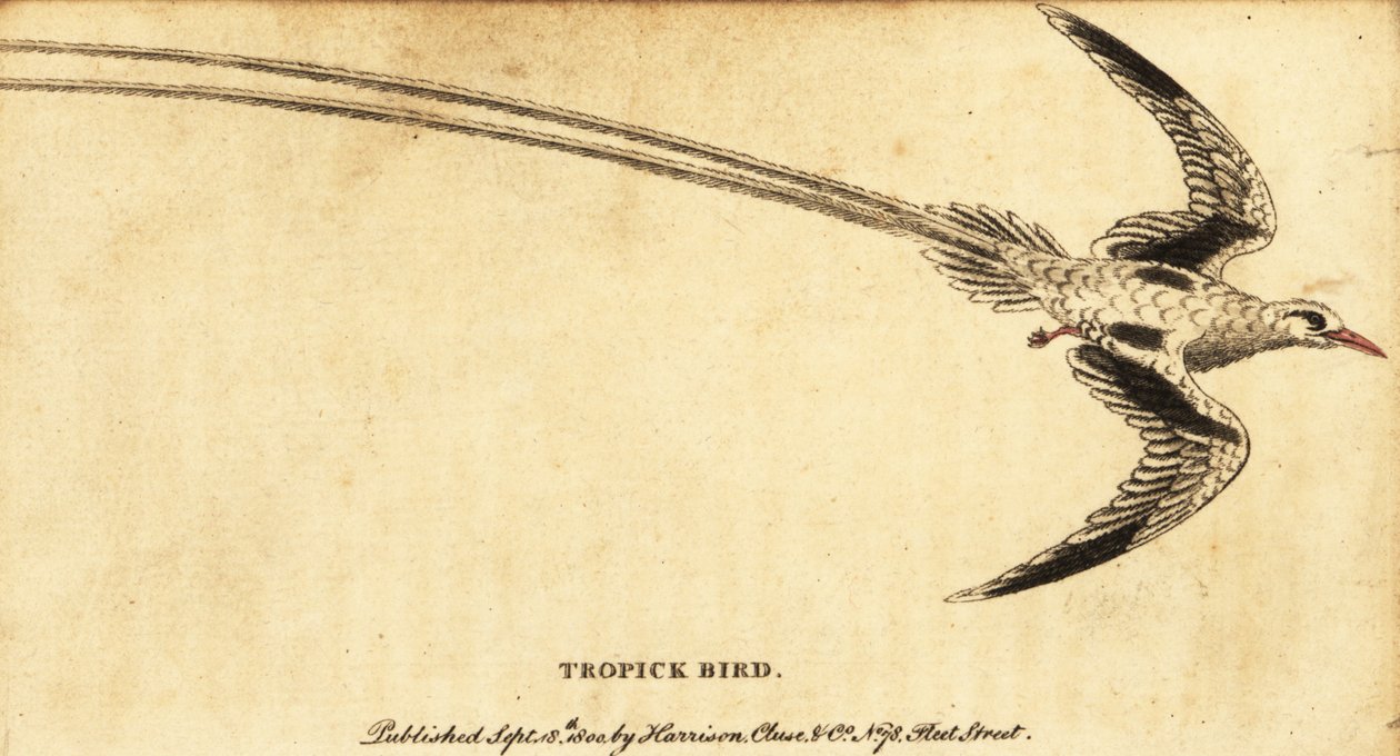 Kırmızı gagalı tropik kuşu, Phaethon aethereus., 1800 (gravür) by George Edwards