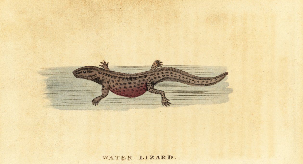 Pürüzsüz semender, Lissotriton vulgaris. ,1800 (gravür) by George Edwards