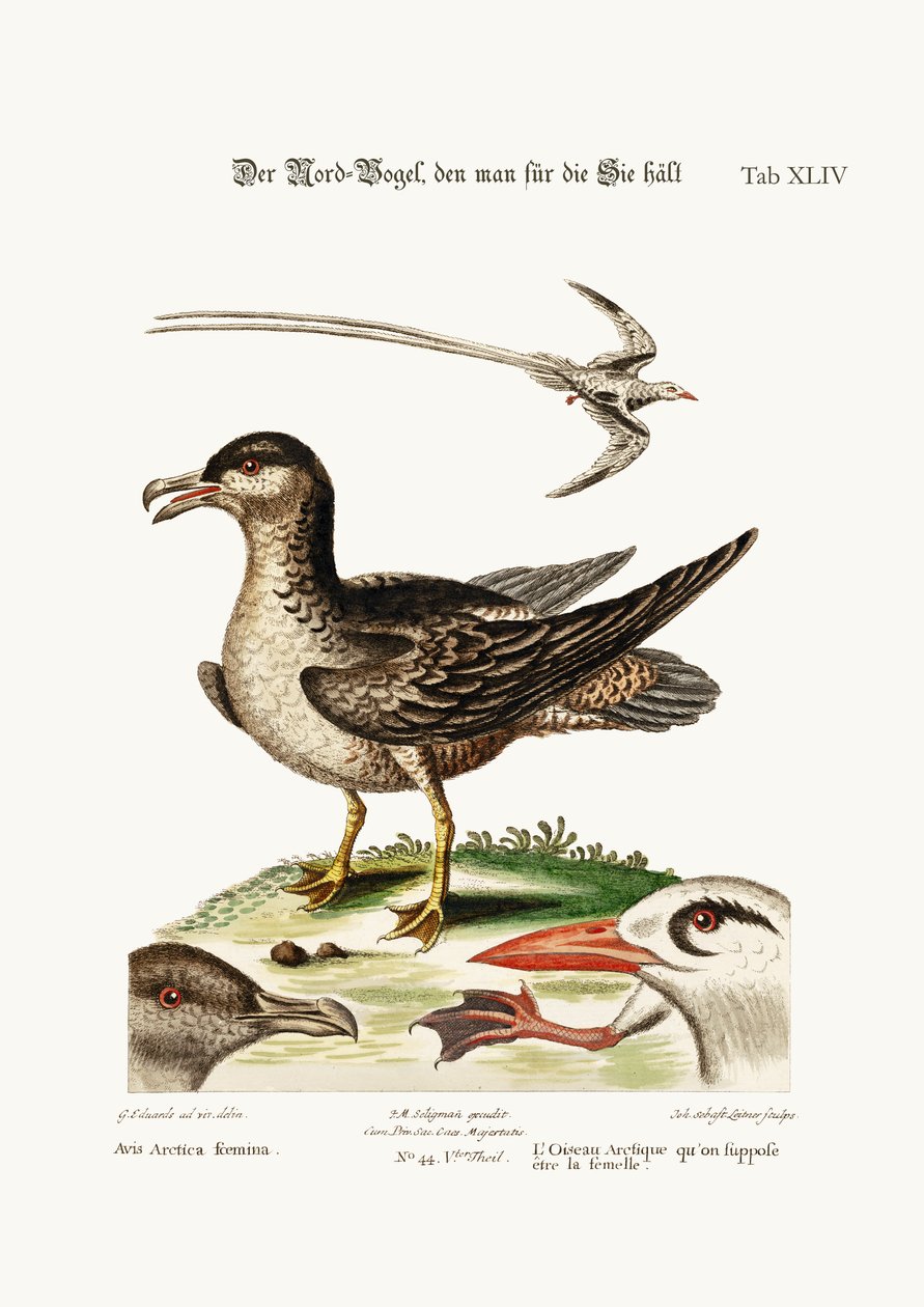 Arktik Kuşu, Tavuk olması gerekiyordu. Tropik Kuş, 1749-73 by George Edwards