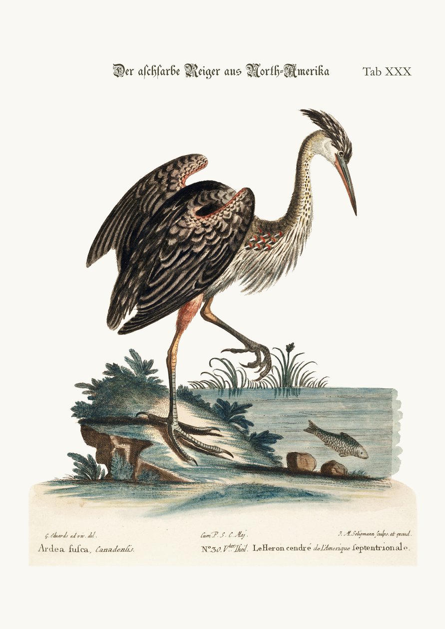 The Ash-coloured Heron from North-America, 1749-73  by George Edwards