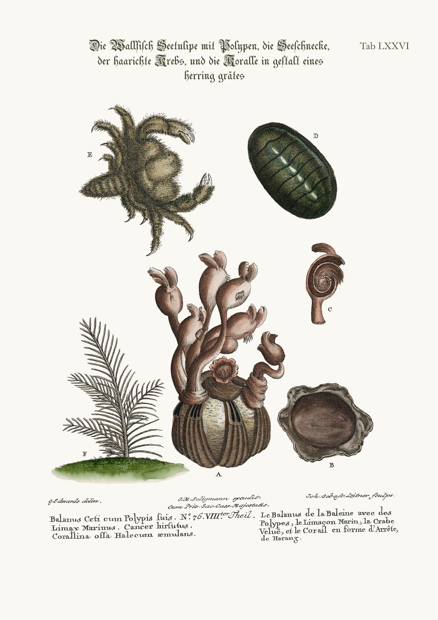 Polipli Balina Balanus, Limax Marina, Tüylü Yengeç ve Balıksırtı Coralline, 1749-73 by George Edwards