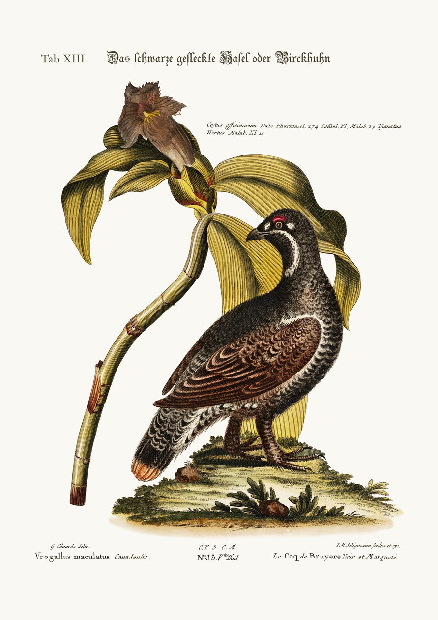 Siyah ve Benekli Heathcock, 1749-73 by George Edwards