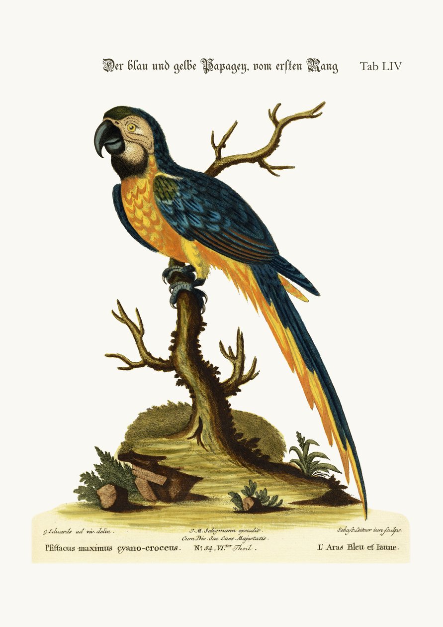 Mavi ve Sarı Amerika Papağanı, 1749-73 by George Edwards