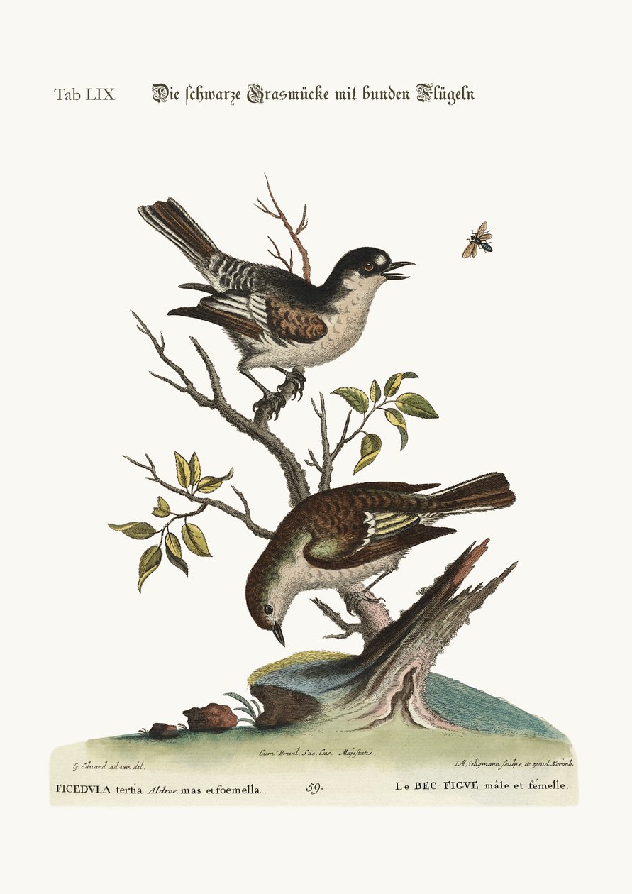 ಕಾಕ್ ಕೋಲ್ಡ್ ಫಿಂಚ್. ದಿ ಹೆನ್ ಕೋಲ್ಡ್ ಫಿಂಚ್, 1749-73 ಟರ್ಕ್ by George Edwards