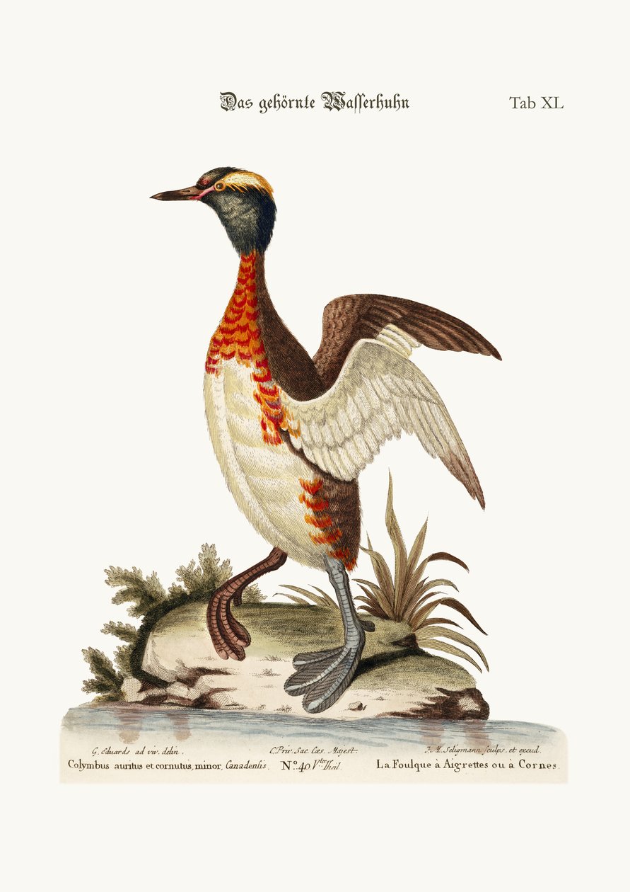 ಇಯರ್ಡ್ ಅಥವಾ ಹಾರ್ನ್ಡ್ ಡಾಬ್ಚಿಕ್, 1749-73 ಟರ್ಕ್ by George Edwards
