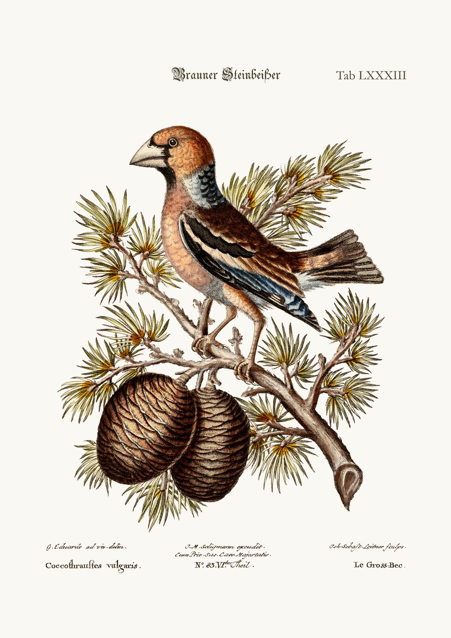 Büyük Gaga veya Haw-Finch, 1749-73 by George Edwards