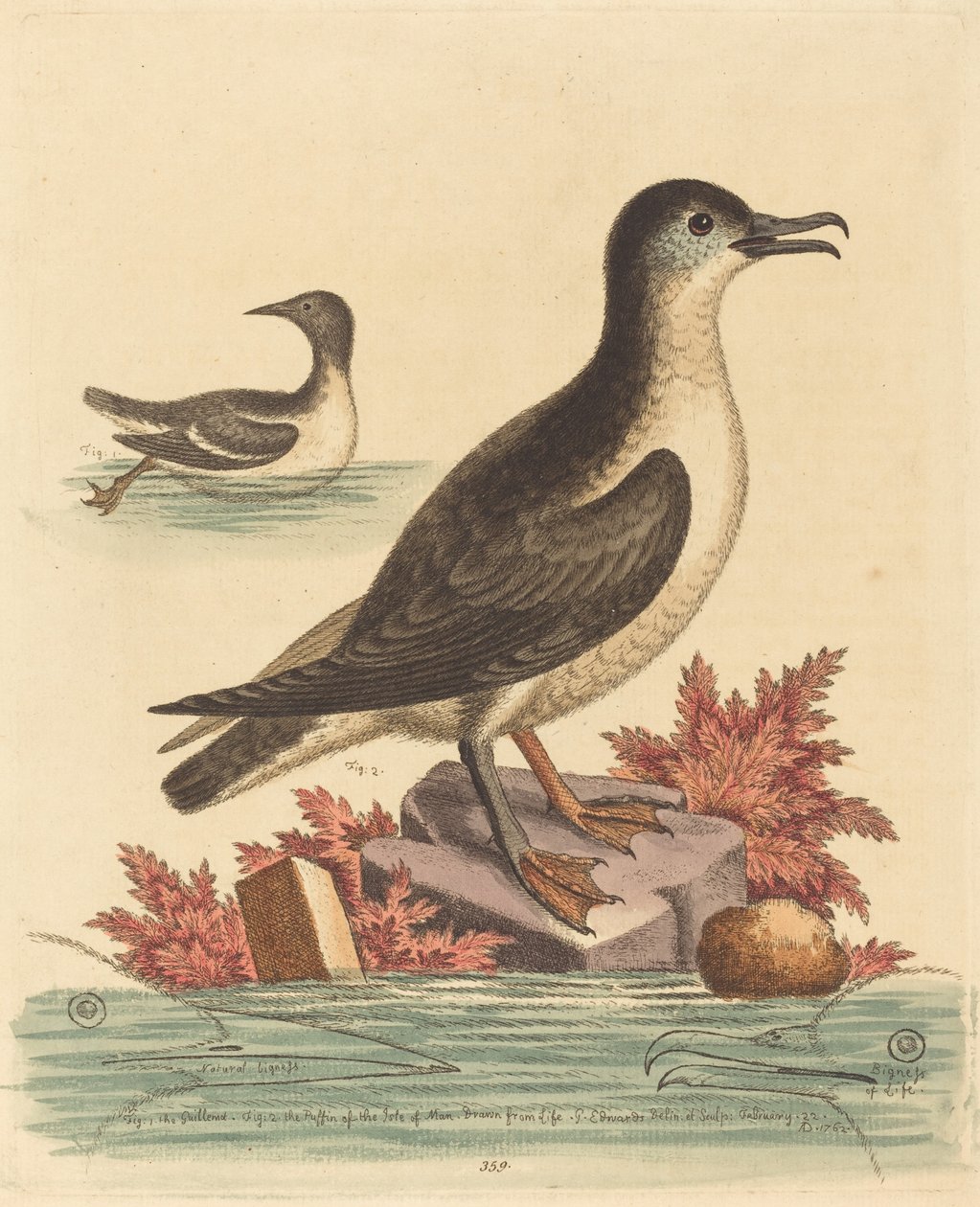 Guillemot ve Man Adası Puffin by George Edwards