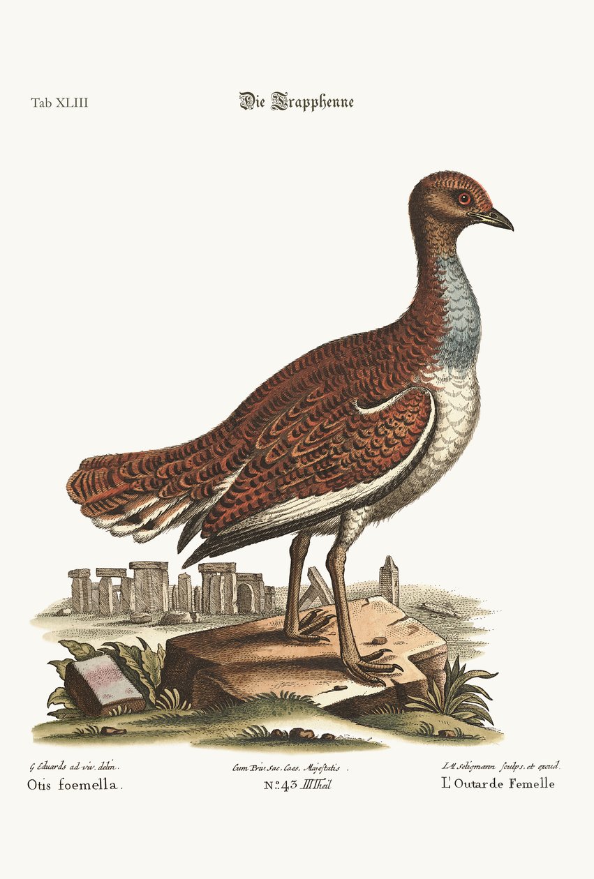 ದಿ ಹೆನ್ ಬಸ್ಟರ್ಡ್, 1749-73 ಟರ್ಕ್ by George Edwards