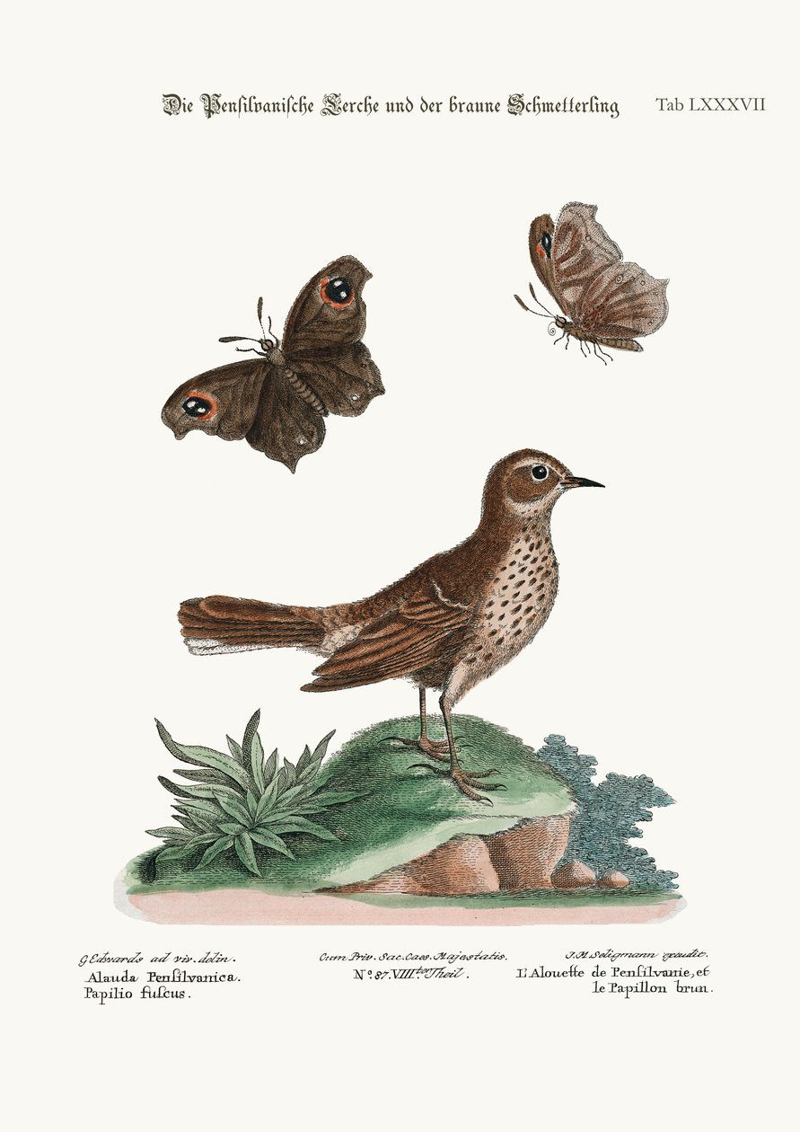 Pensilvania'dan Lark ve Kahverengi Kelebek, 1749-73 by George Edwards