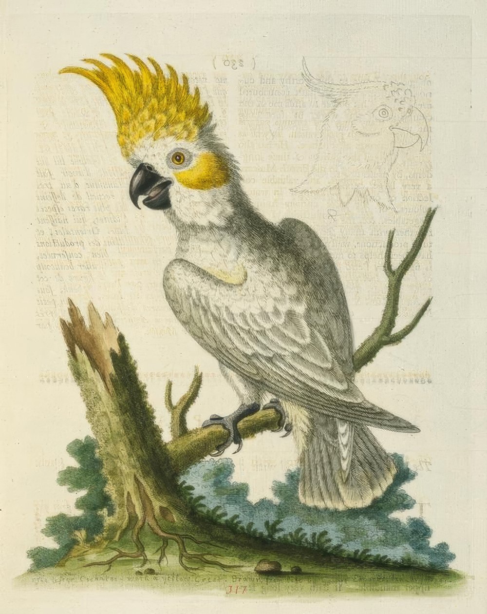 Sarı Armalı Küçük Beyaz Kakadu. / Le Petit Cacatua Blanc ve Girit Jaune by George Edwards