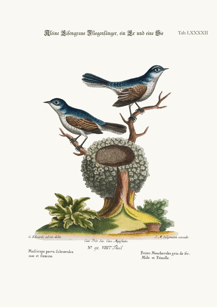 ಲಿಟಲ್ ಬ್ಲೂ-ಗ್ರೇ ಫ್ಲೈಕ್ಯಾಚರ್ಸ್, ಕಾಕ್ ಮತ್ತು ಹೆನ್, 1749-73 ಟರ್ಕ್ by George Edwards