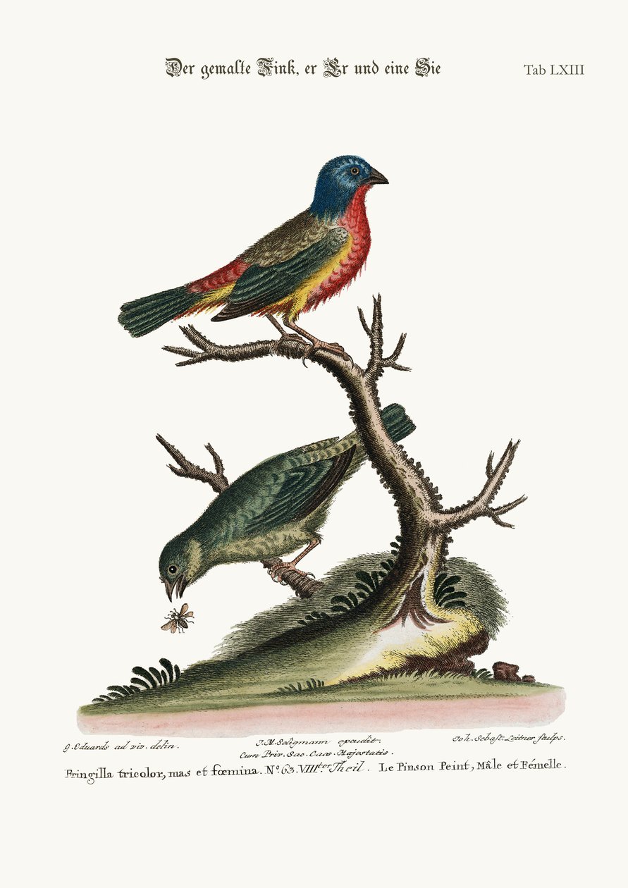 Boyalı Finch, Horoz ve Tavuk, 1749-73 by George Edwards