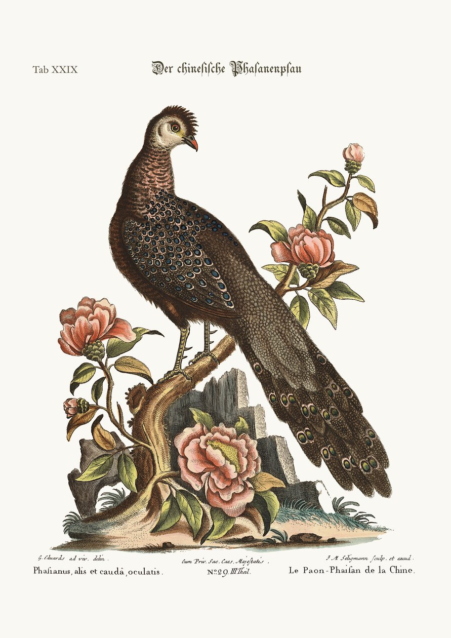 Çin'den Tavus Kuşu Sülün, 1749-73 by George Edwards