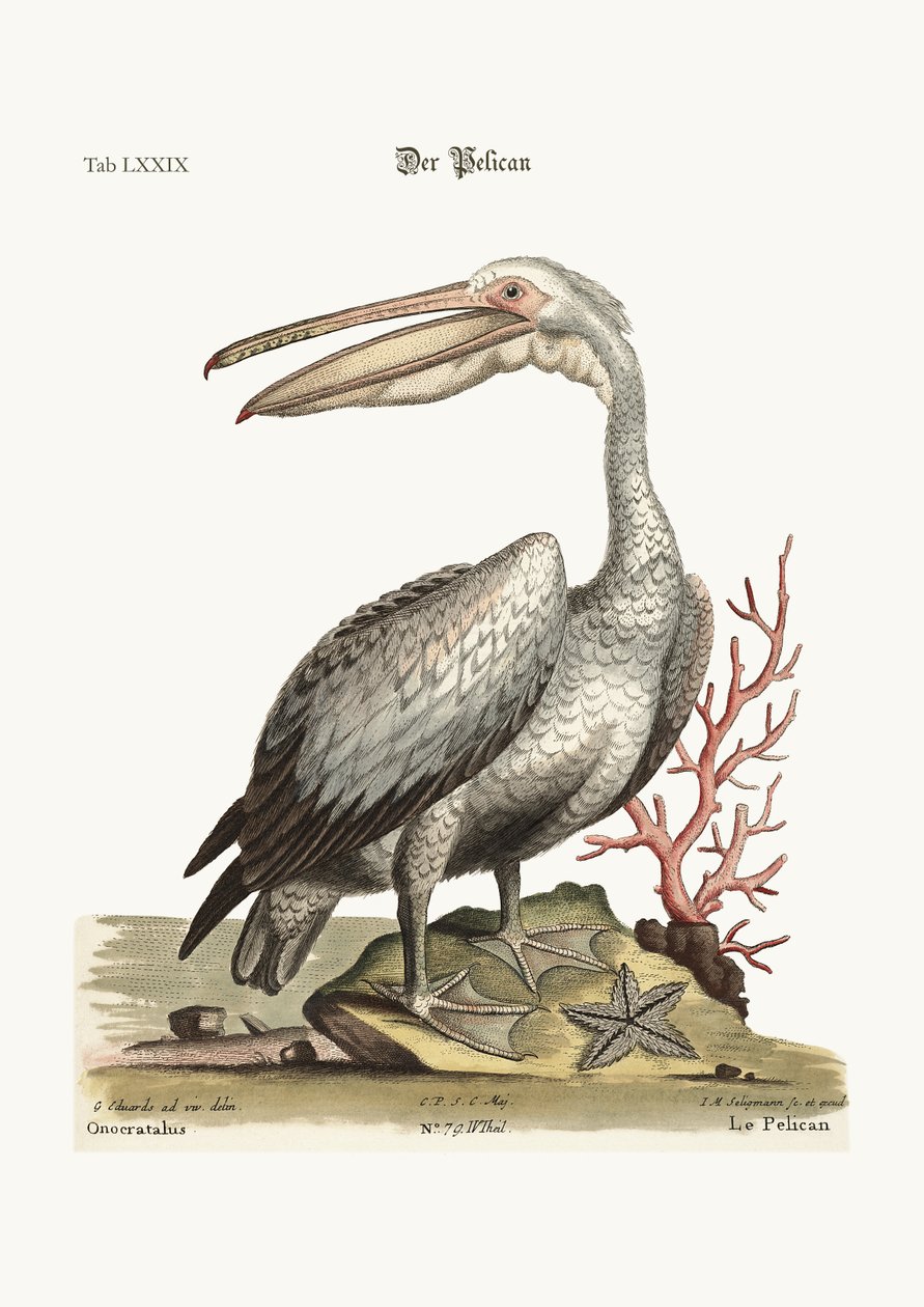 Pelikan, 1749-73 by George Edwards