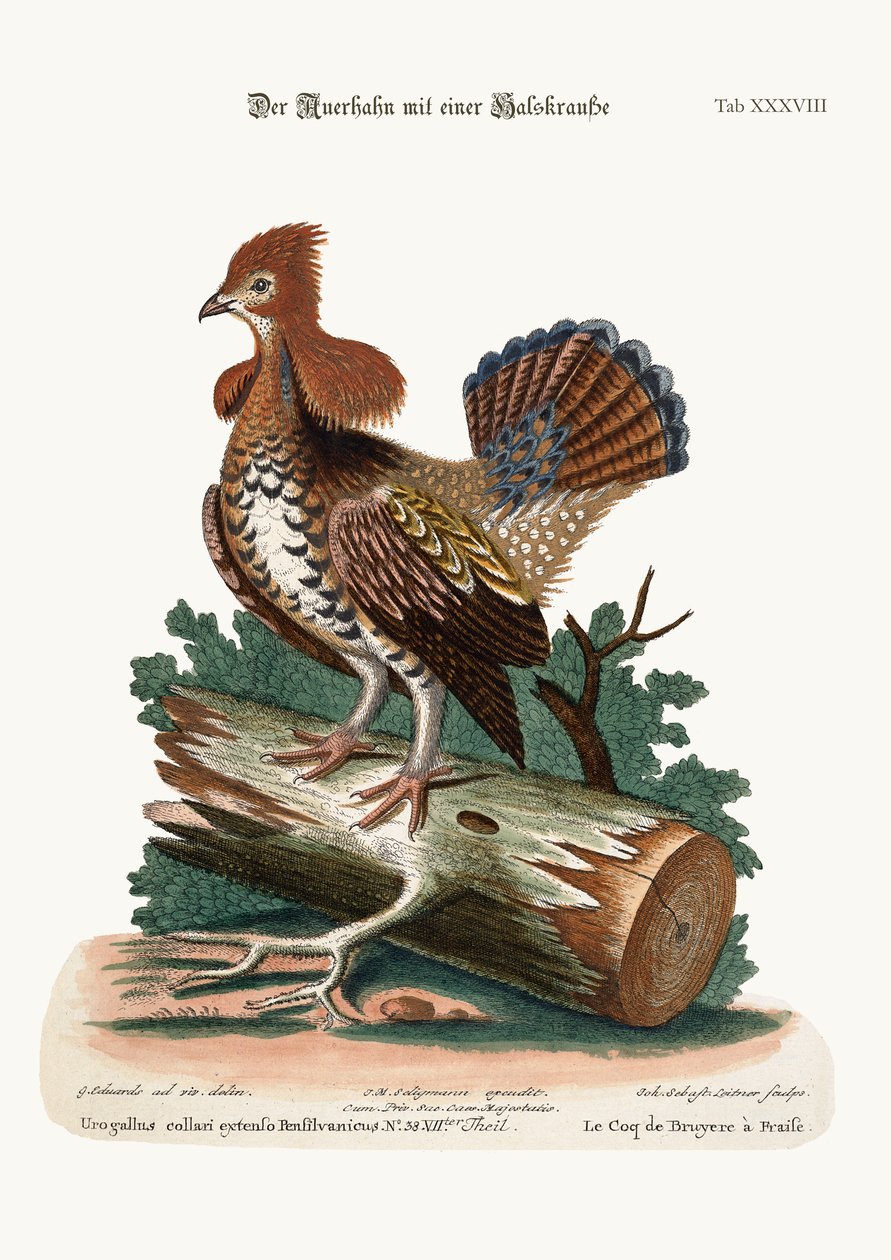 Ruffed Heath-Cock veya Grous, 1749-73 by George Edwards