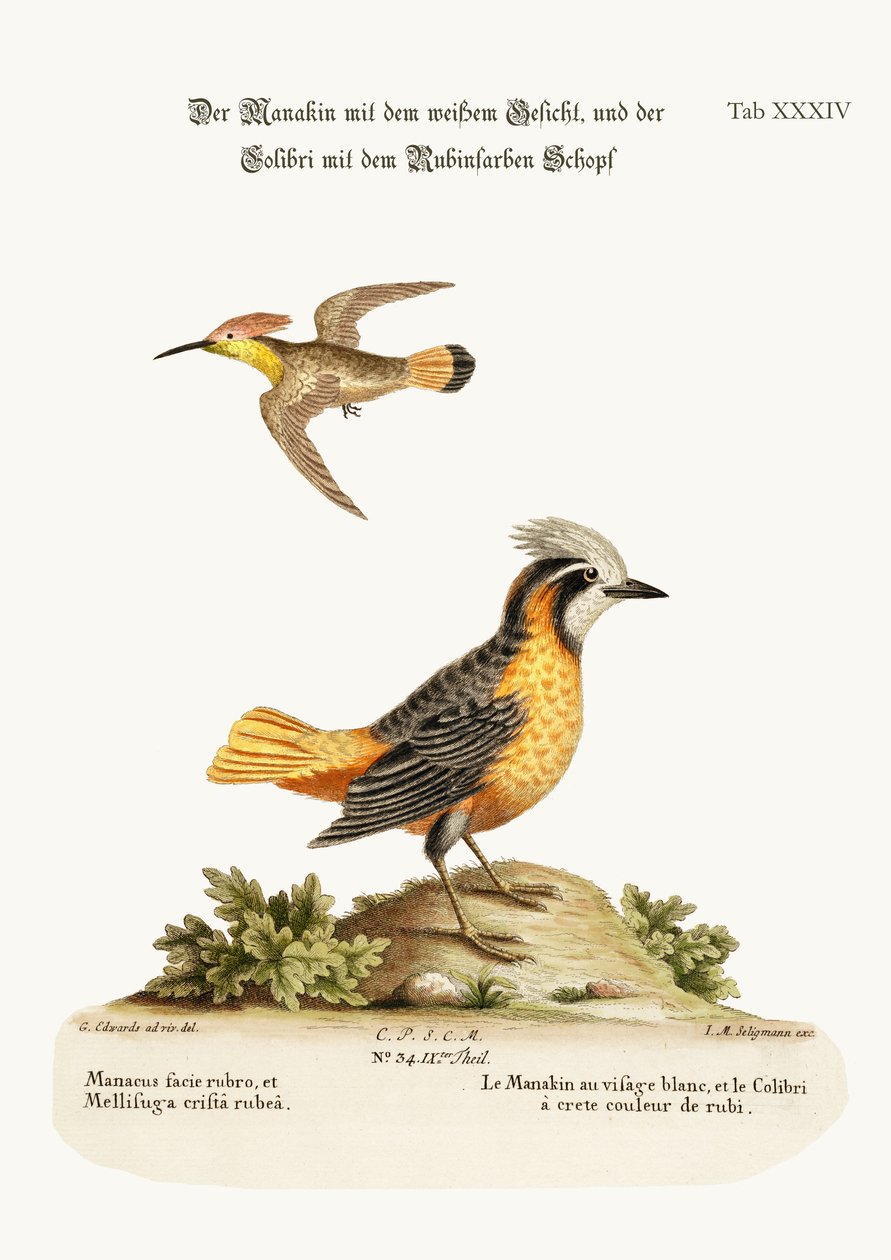 Beyaz Suratlı Manakin ve Yakut Tepeli Sinekkuşu, 1749-73 by George Edwards