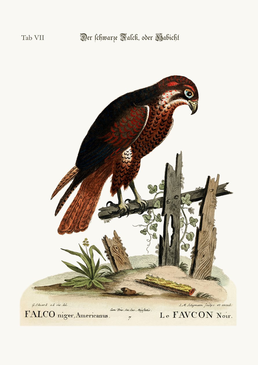 The black Hawk or Falcon, 1749-73  by George Edwards