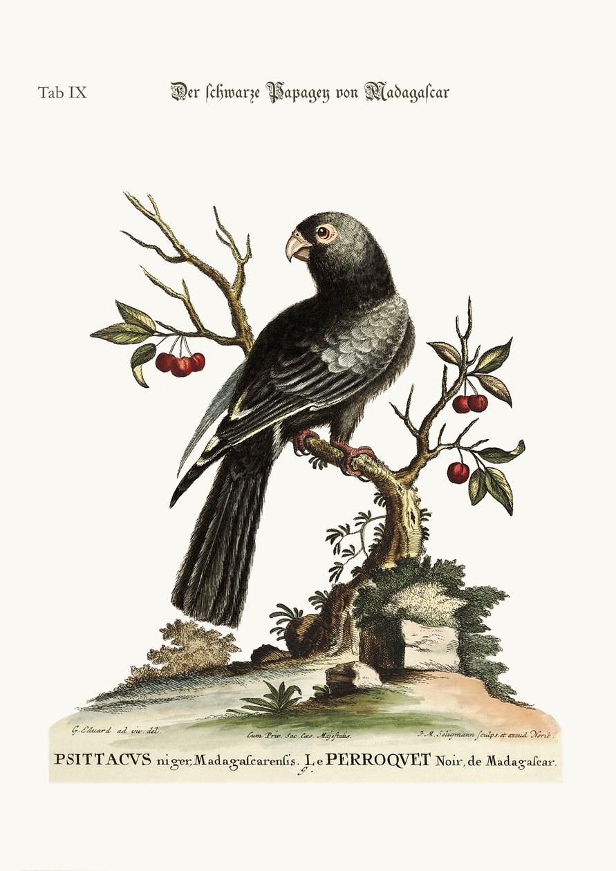 Madagaskar'dan siyah Papağan, 1749-73 by George Edwards