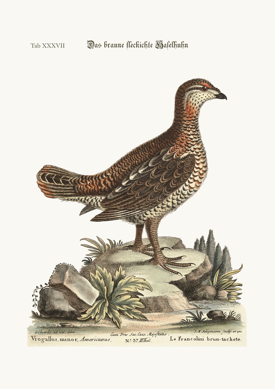 The brown and spotted Heathcock, 1749-73  by George Edwards