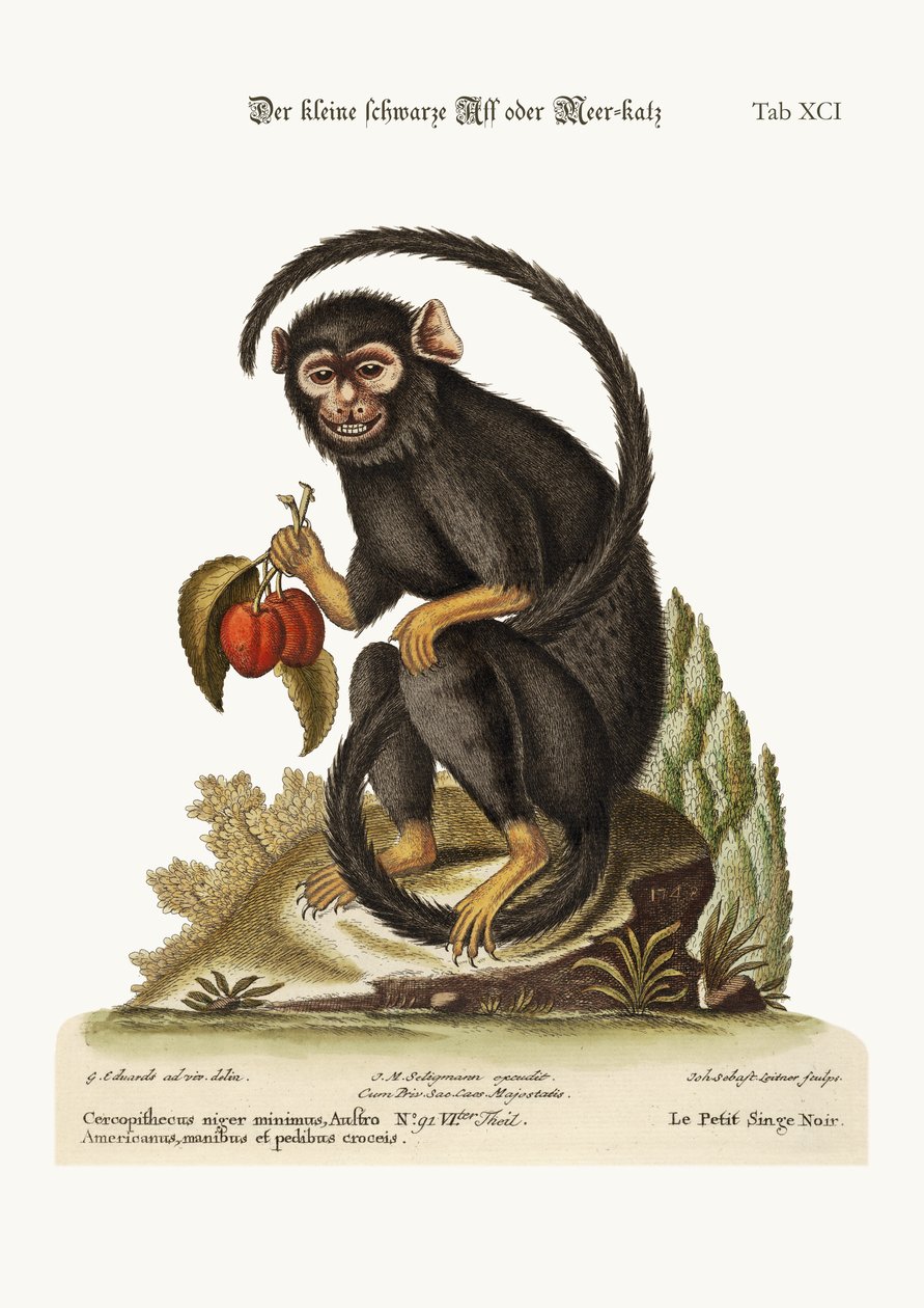 Küçük Kara Maymun, 1749-73 by George Edwards