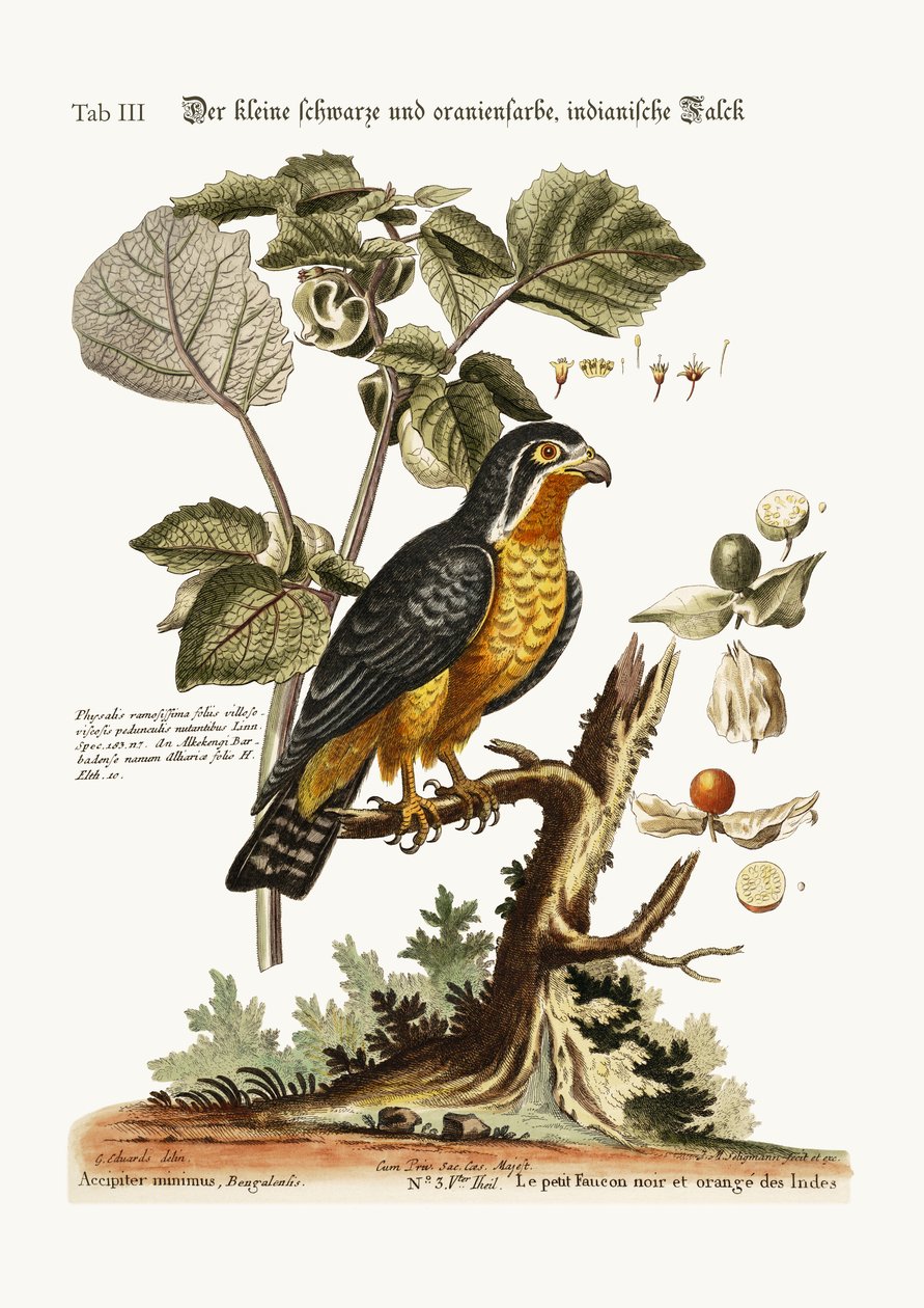 Küçük Siyah ve Turuncu renkli Indian Hawk, 1749-73 by George Edwards