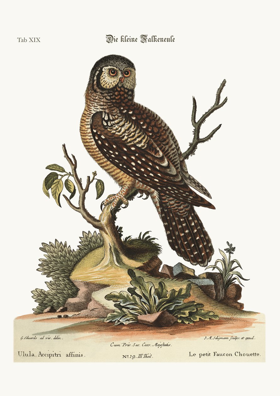 The little Hawk Owl, 1749-73  by George Edwards