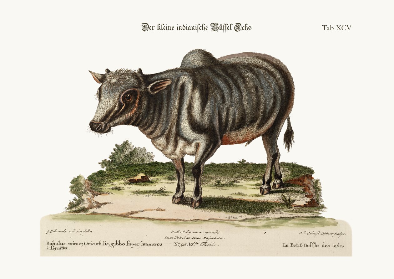 Küçük Hint Mandası, 1749-73 by George Edwards