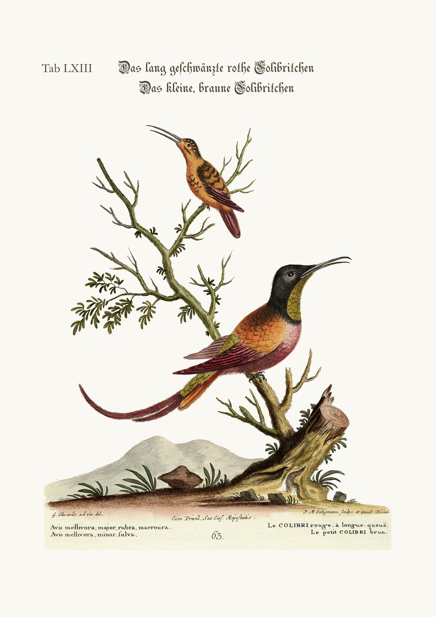 Uzun kuyruklu kırmızı Sinekkuşu. Küçük kahverengi Sinekkuşu, 1749-73 by George Edwards